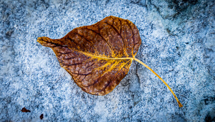 Closeup of dried cottonwood leaf on a marble boulder in the mountains of Southern Oregon.