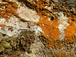moss of various colors forms a pattern on an old wall
