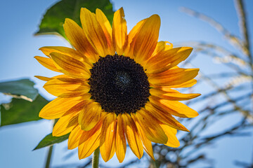 Ring of Fire Sunflower against a colorful background on a beautiful summer evening  at a garden in Southern Oregon