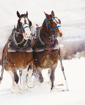 A pair of draft horses pull a sled through a snowy field