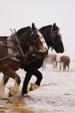 A pair of draft horses pull together in a field on a winter day