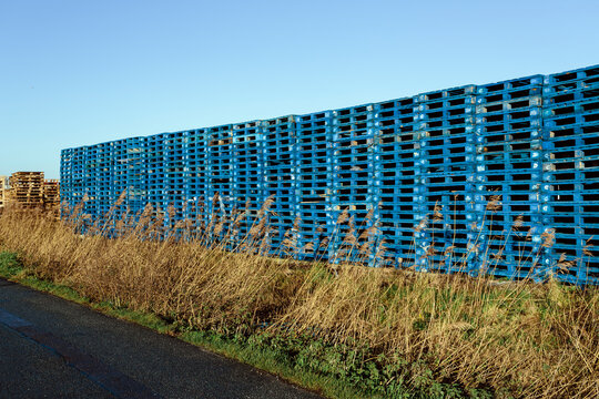 Stacks of blue wooden pallets by tall grass