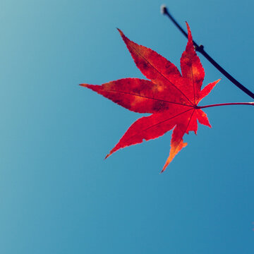 Single red maple leaf against blue sky