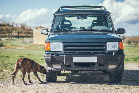 A dog, smelling the wheel of 4x4 car.
