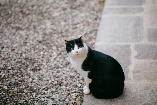 Cat looking straight at the camera with quizzical look