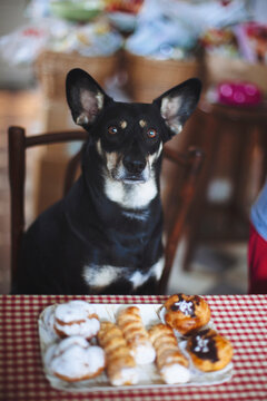Loving pastries dog