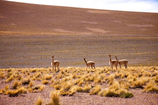 Vicunas