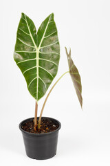 Alocasia longiloba plant (Elephant ear, Alocasia). This is a exotic rainforest tropical plant of Southeast Asia in a pot on white background