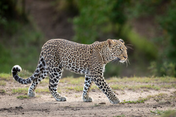 Adult leopard walking in Masai Mara in Kenya