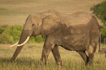 Adult female elephant walking in golden sunlight in Masai Mara in Kenya