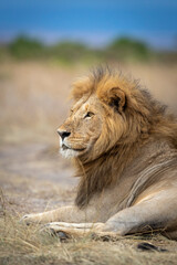 Fototapeta na wymiar Vertical portrait of a beautiful male lion and blue sky in the background in Masai Mara in Kenya