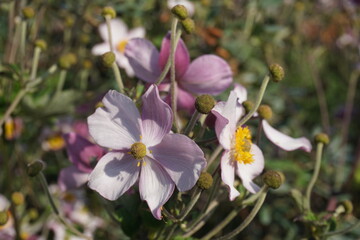 Fototapeta premium spring crocus flowers