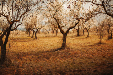 First almond trees blooming in the field in spring.