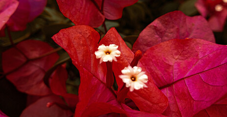 red poinsettia flower