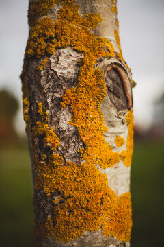 Tree trunk shapes.