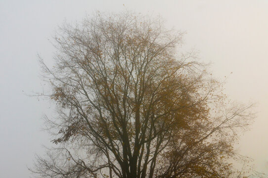 A spooky tree in the fog