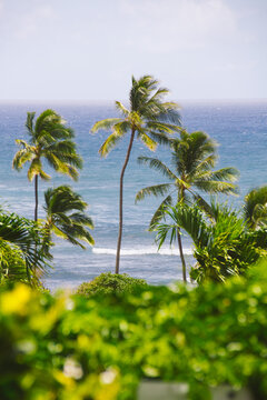 Palm trees with blue sea on tropical exotic island. Hawaii