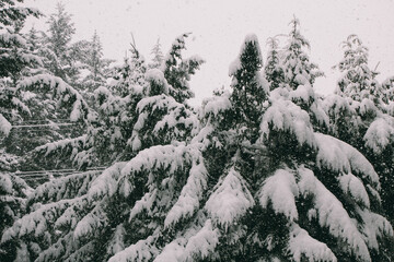 Pine trees covered in snow while heavy snowfall. Winter - christ