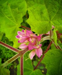 pink and white flowers