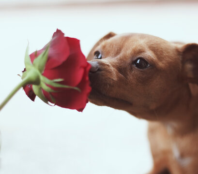 Dog Smelling A Rose