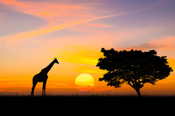 Silhouette elephant standing nearly big trees in safari with beautiful sunset twilight sky background