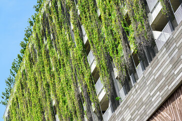 Scenic green facade of building in Singapore. Vertical gardening