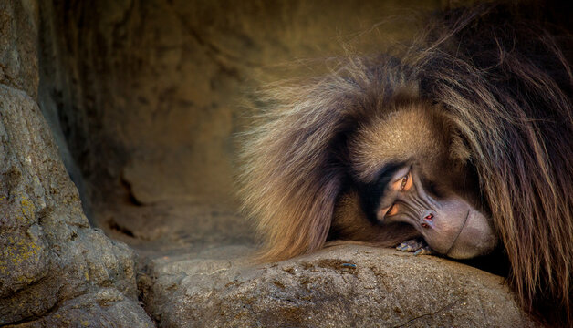 Gelada in her cave
