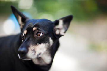 Crossbreed dog in garden