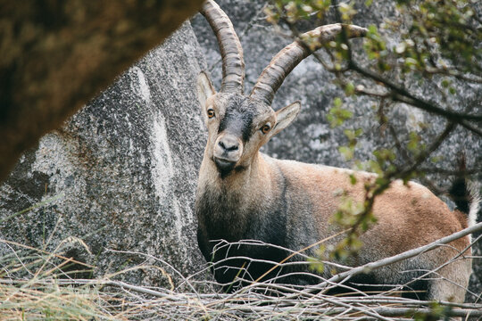Spanish wild goat (capra pyrenaica) in Pedriza mountains, Madrid