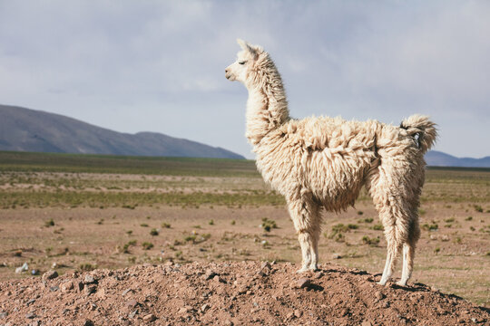 Llama or lama standing on desert landscape. Peru travel image