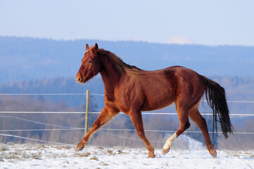 American Quarter Horse Jungpferd im Schnee