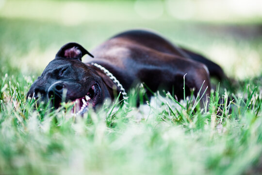 A pitbull resting in grass
