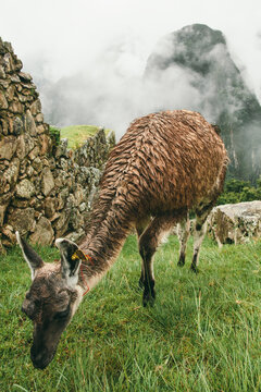 Llama or lama in Machu Picchu eating grass. Peru travel image
