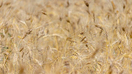 Ripe ears of wheat in the fields during harvest. Close up