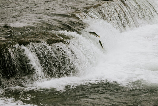 Spawning run of salmon