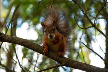 A squirrel sits on the branches of a tree and looks into the lens of the photographer