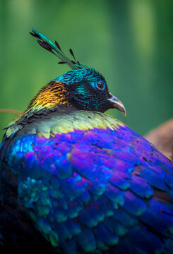 Himalayan Monal