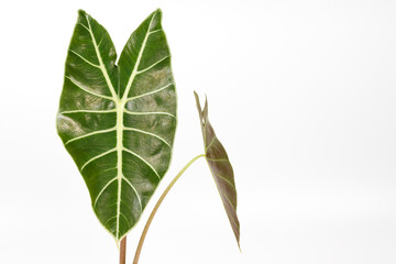 Alocasia longiloba plant (Elephant ear, Alocasia). This is a exotic rainforest tropical plant of Southeast Asia close up shot on white background