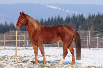 American Quarter Horse Jungpferd im Schnee