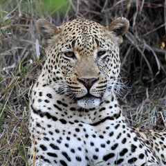 Fototapeta na wymiar A leopard (Panthera pardus) in the late afternoon - South Africa. Square Composition.