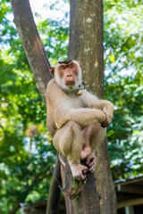 A monkey sits on a wooden pole waiting for coconuts to be picked.