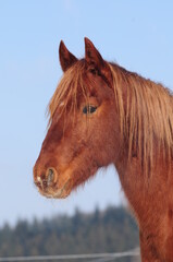 Obraz premium Młody koń American Quarter Horse w śniegu