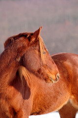 American Quarter Horse Jungpferd im Schnee