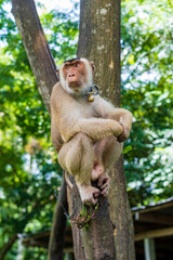A monkey sits on a wooden pole waiting for coconuts to be picked.