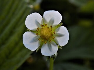 Strawberry Flower