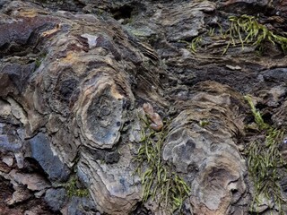 tree trunk with moss