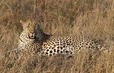 A leopard (Panthera pardus) resting in the late afternoon - South Africa.	