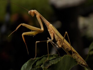 Praying Mantis