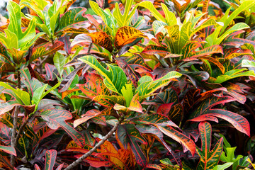 Obraz premium Plant with very bright colored leaves with the scientific name Codiaeum variegatum, a natural pattern in organic gardens in Guatemala.