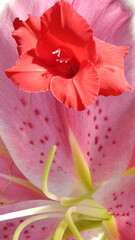 red flower on a pink textured background